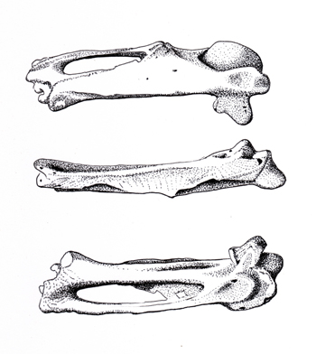 fossil illustration