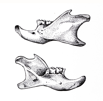 Fossil illustration