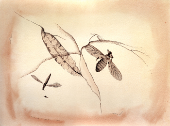 Fossil illustration