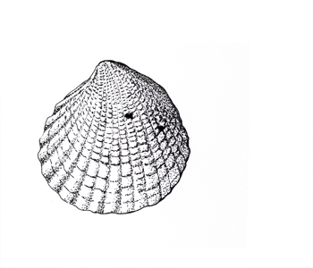 Fossil illustration