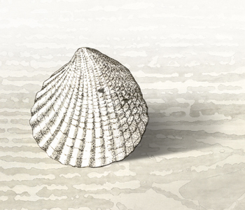 Fossil illustration