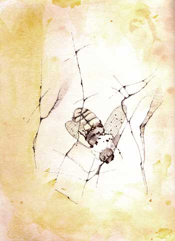 Fossil illustration