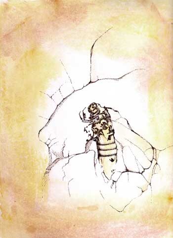 Fossil illustration