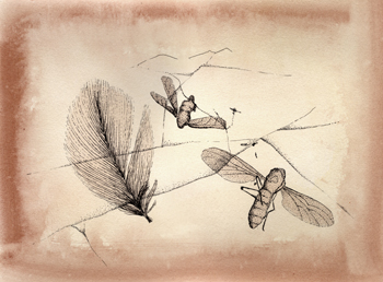 Fossil illustration