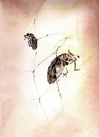 Fossil illustration