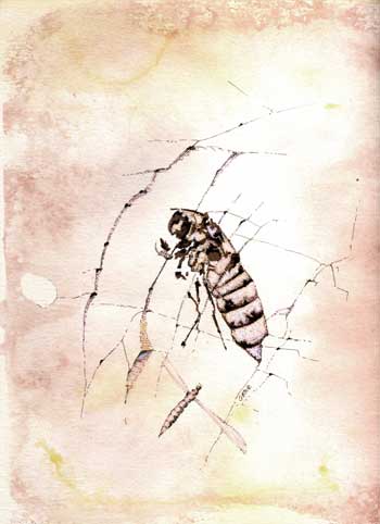 Fossil illustration
