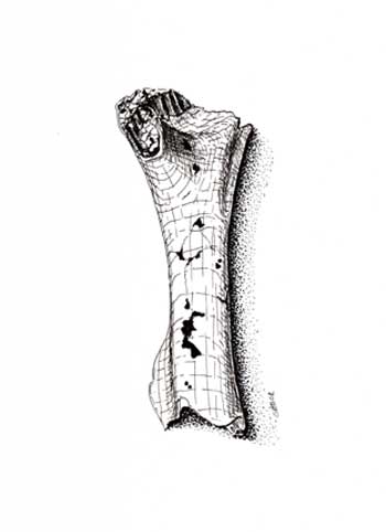 Fossil illustration