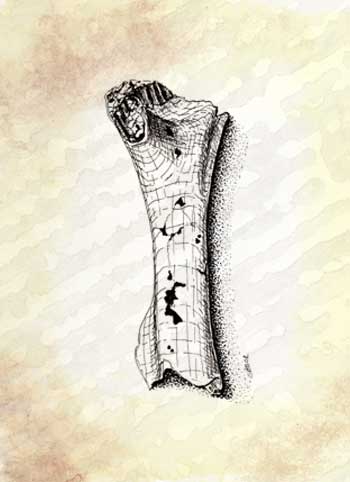 Fossil illustration