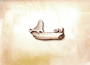 Fossil illustration