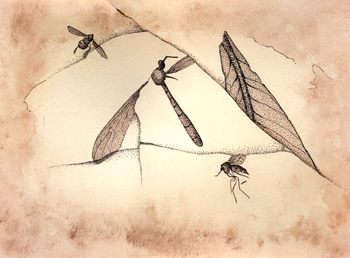 Fossil illustration