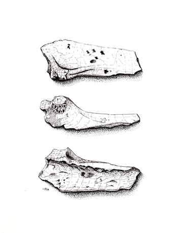 Fossil illustration