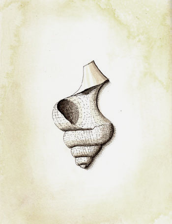 Fossil illustration