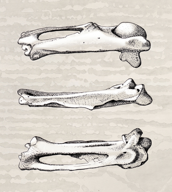 Fossil illustration