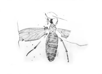 Fossil illustration