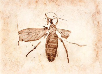 Fossil illustration