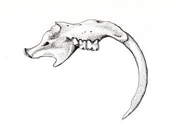 fossil illustration