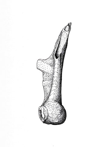 Fossil illustration