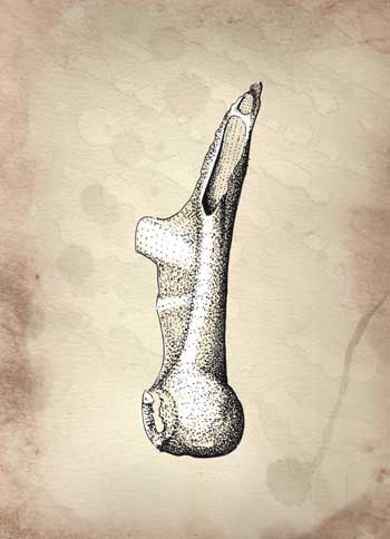 Fossil illustration