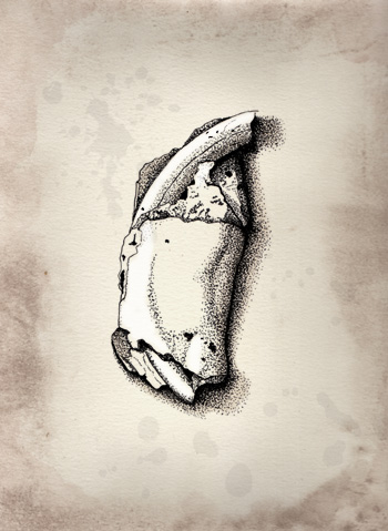 Fossil illustration