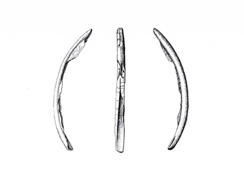 Fossil illustration
