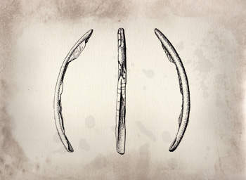 Fossil illustration