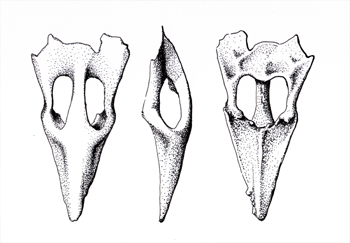 Fossil illustration