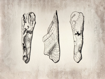 Fossil illustration