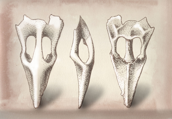 Fossil illustration