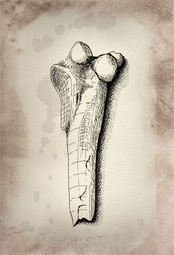 Fossil illustration