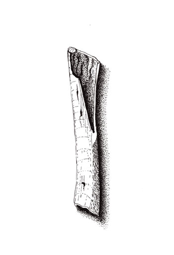 Fossil illustration