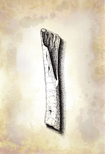 Fossil illustration