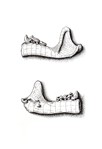 fossil illustration