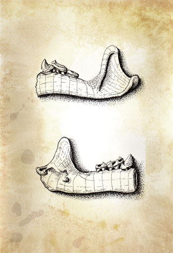 fossil illustration