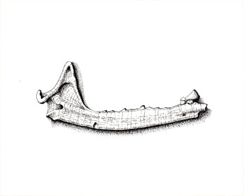 Fossil illustration