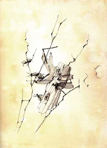 Fossil illustration