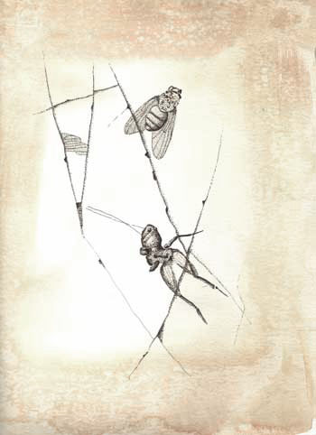 Fossil illustration