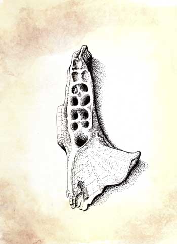 Fossil illustration