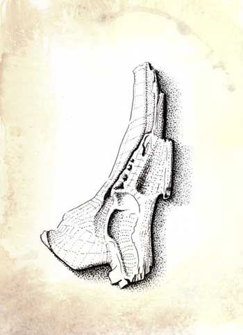 Fossil illustration