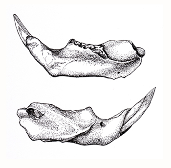 Fossil illustration